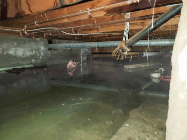 Best 24-hour water damage restoration  in North Miami, FL